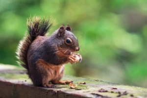 A squirrel sits on a wooden board holding a nut in its paws. A green, blurred forest can be seen in the background.